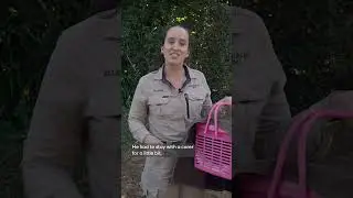 Rescue Diaries | Releasing an Aussie Icon
