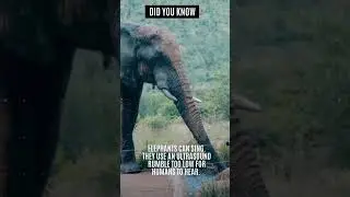 did you know how elephants find mates 🤯#youtubeshorts #mindblowingfacts