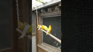 Двухчубые канарейки.