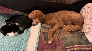 Poodle & Tuxedo Cat sleeping together