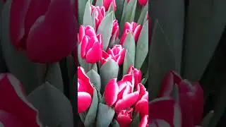 Первые тюльпаны