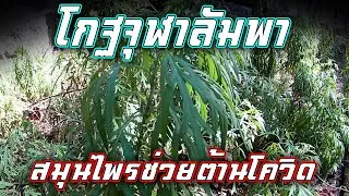 ต้นโกฐจุฬาลัมพา | สรรพคุณโกฐจุฬาลัมพา สมุนไพรยับยั้งโควิด  | โกษฐ์จุฬาลำพา สมุนไพรไทย