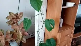 Ролик для цветоводов любителей.