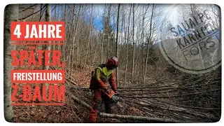 🌳  4 Jahre später, Z-Baum Freistellung Laubholz 🪵