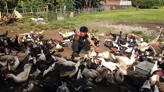 ngasih makan bebek dan entok