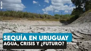 Sequía en Uruguay: falta de lluvia, campos secos y un sector productivo que corre peligro