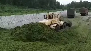 К-700 на заготовке силоса! 