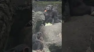 黑猩猩Chimpanzee/Taipei Zoo