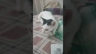 #catlover