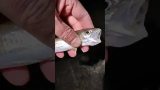 Сегодня даже такое ловилось. Морская рыбалка в Крыму, даже пикша продается.