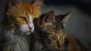 6 Hours of Serene Cat Pictures for Relaxation and Stress Relief