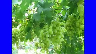 сорт винограда Ландыш
