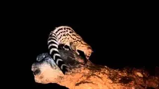 Wild Genet