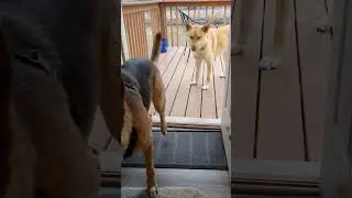 husky rescue learning to trust...GSD not helping😆