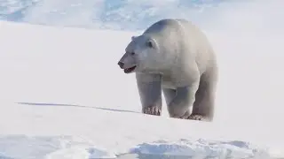 {PLANET ZOO} Polar Bear Habitat Build