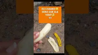 EU CHAMEI! Será que ele vem? Jabuti obediente?🐢 #animais #jabuti #bananas
