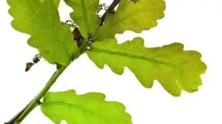 La flor de Bach Oak o Roble