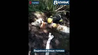 🔵 "Нивою" з болота тягли корову Берізку Ганни Лісової з села Гнатівка Срібнянської громади #вісникч