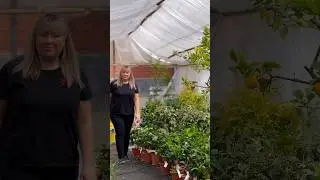 Питомник Солнечный Цитрус 🍋‍🟩 Работаем для Вас 🍋