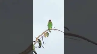 White-cheeked Barbet!