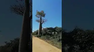 Аллея баобабов или Баобаб Авеню. Мурундава, Мадагаскар. #shorts