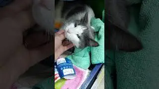 #shorts #short #shortvideo #кот