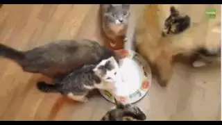 Вот же с...ка!