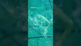 Skeleton Shrimp Family#skeletonshrimp #shrimp #anilaodivingandresorts #anilaodiving #anilaobatangas
