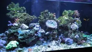 105 2 2017 Reef Tank
