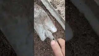 решил, что чëрному ореху быть