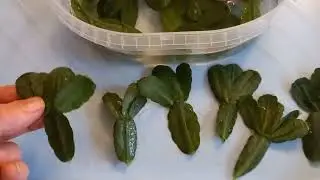 SPRING IS COMING! I'M PREPARING RHIPSALIDOPSIS CUTTINGS FOR ROOTING!!!