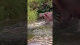 An Aggressive Hippo  