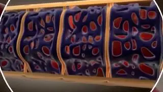 Инициация высвобождения Ca2+ из саркоплазматического ретикулума