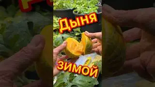 Тайна Зимней Грядки с Дынями просочилась 😅 