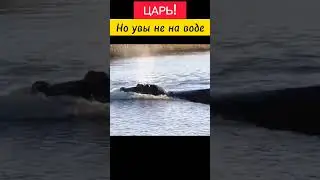 #animal #animals #nature #shortsvideo #wildlife #шортс #шортс2023