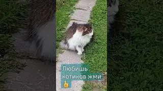 #shortc