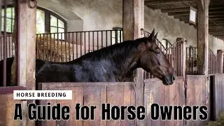 A Guide for Horse Owners Horse Breeding  