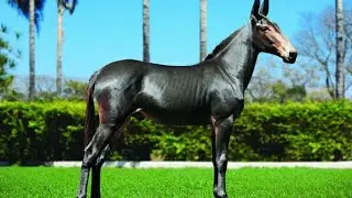 Foto de burro mais bonito