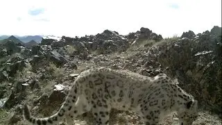 The Snow Leopards of Tost Mountain
