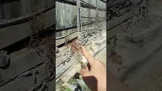 Climbing fig broke the retaining wall