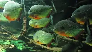"Piranhas im Zoo-Aquarium Berlin"