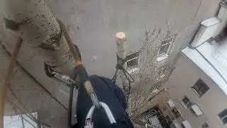 Спил тополя сегодня.