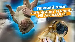 ПЕРВЫЙ ВЛОГ. МАЛЫШ из AlfaBulls. Решаем проблемы с пис*кой. Как ведет себя Малыш в гостях. И другое.
