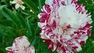 Цветут пионы. Сорт Канди Страйп.