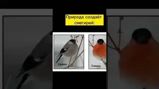 Снегири🏳️‍🌈 #мем #meme #shorts #рофл #снегири #рисунки #природа