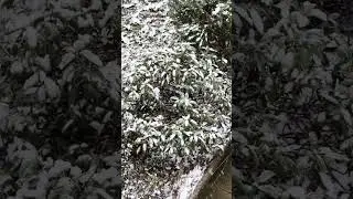 Снежное настроение