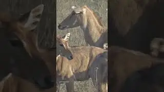 Nilgai video 