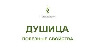 Душица: полезные свойства и применение. «Травы Байкала»