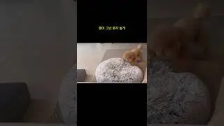 혼자 잘노는 복떠니 구경하세요🐶