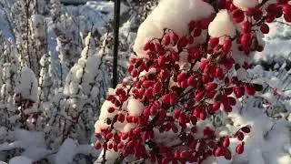 Питомник растений Природа